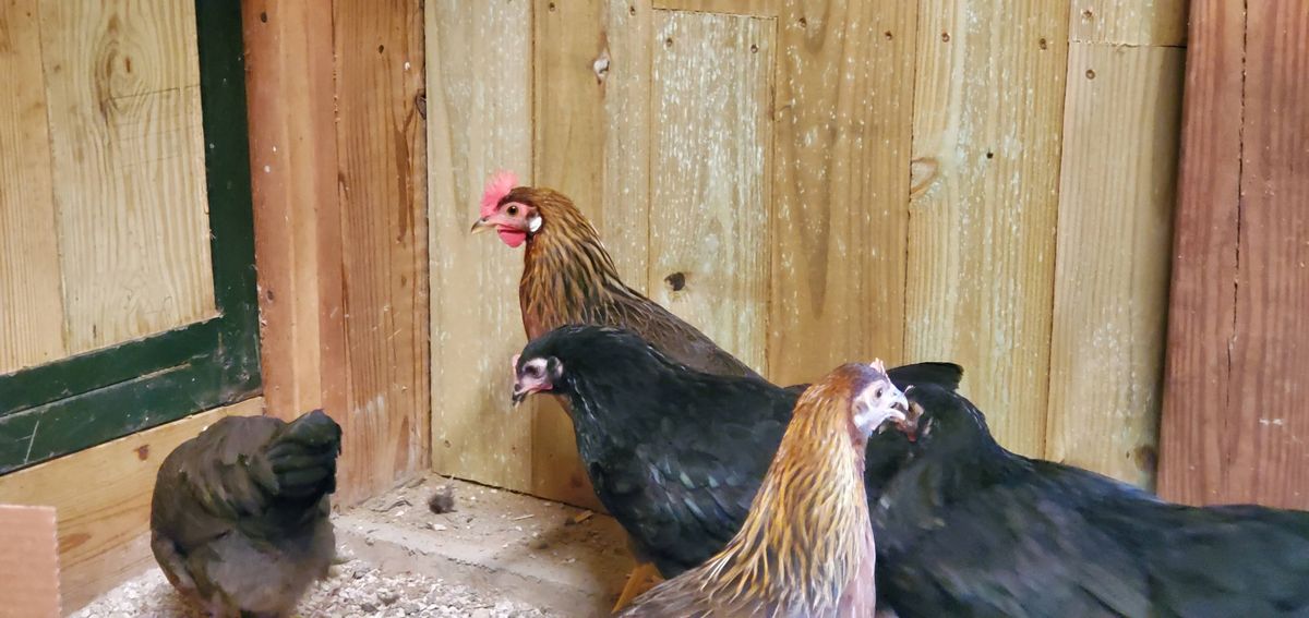 Three beautiful black and golden hens gathering by the coop door, their striking plumage catching the summer light as they go about their afternoon routine.