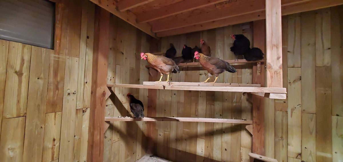 Bedtime in the coop as the flock settles onto the roosts for the night, with the red-combed hens claiming the prime middle perch while the rest line up above in the rafters.