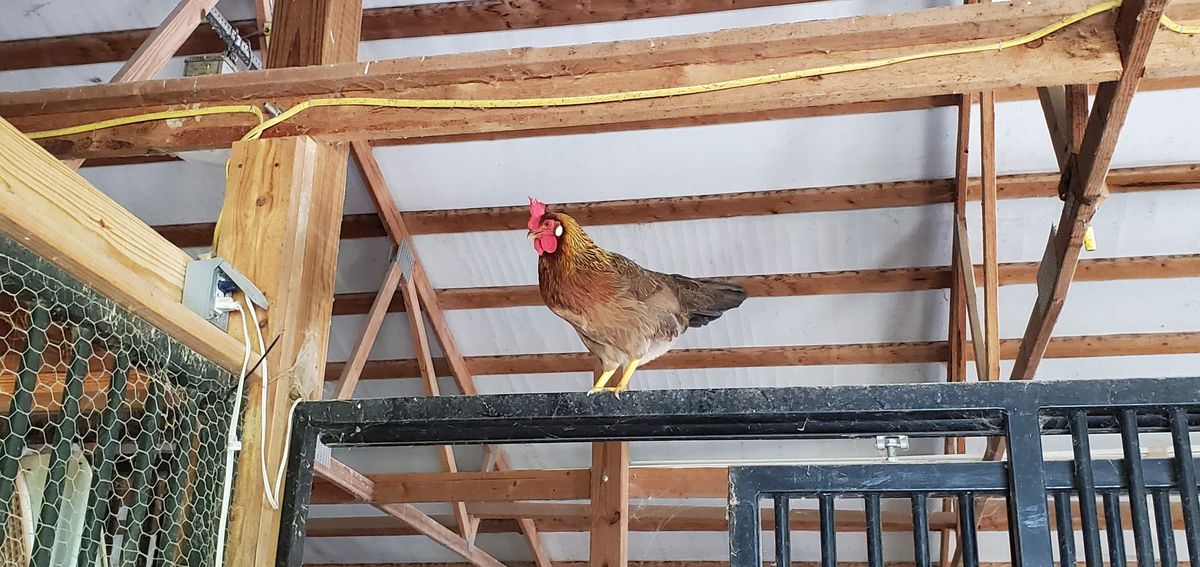 Someone thinks she''s queen of the barn -- one bold hen perched high atop a gate, surveying her kingdom from the tallest spot she could find.