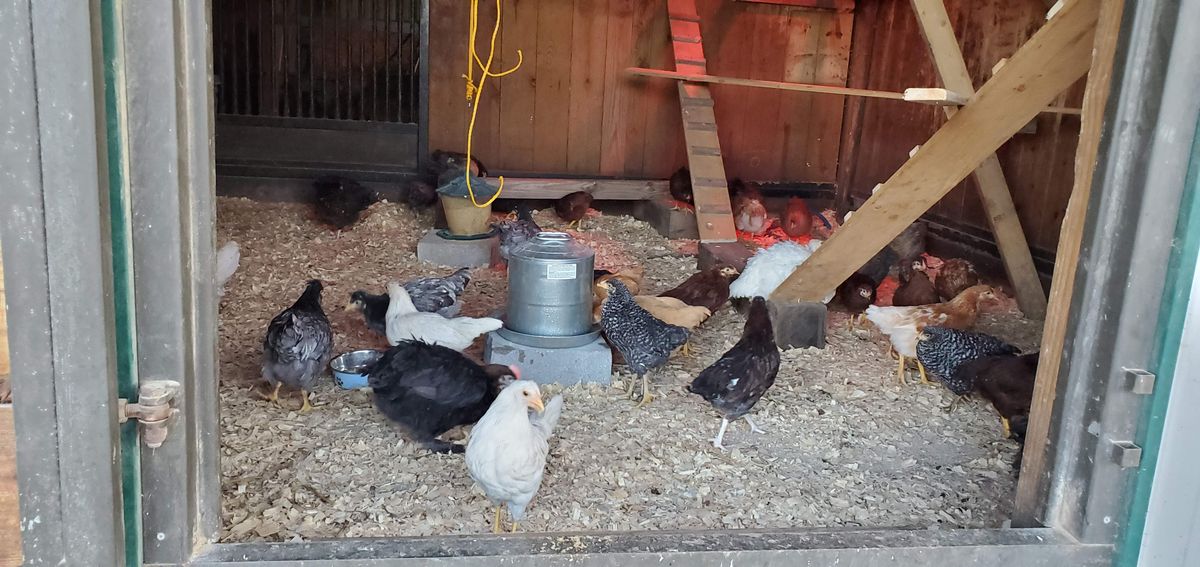 A busy morning in the coop with the whole colorful flock gathered around the feeder -- blacks, whites, reds, and barred beauties all sharing breakfast together.