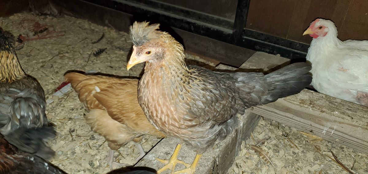 This sweet crested hen showing off her gorgeous laced feathering in shades of gold and gray, looking perfectly poised beside her white friend on a cool November evening.