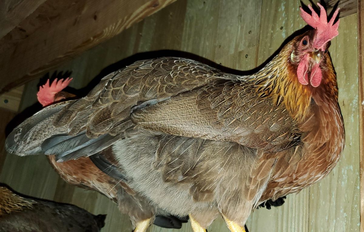 A handsome rooster puffing up his beautiful bronze and gray plumage on the roost, looking every bit the proud protector of his flock.