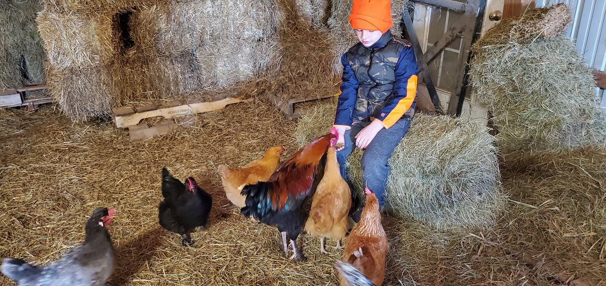 A young farmhand surrounded by the flock in the hay barn, bravely hand-feeding the big rooster while hens of every color crowd in close for their share of treats.