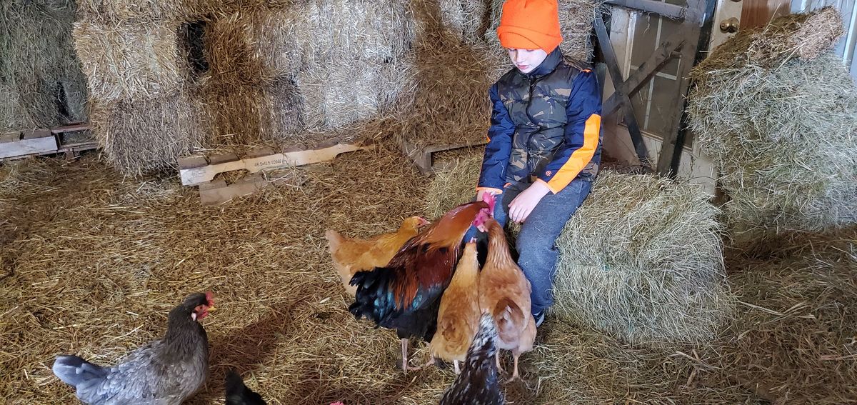 The whole flock pressing in as a kiddo in a bright orange hat offers a handful of feed -- that bold rooster front and center, never one to miss a snack.