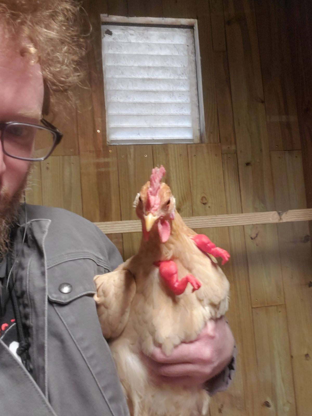 Nothing says love on the farm quite like a fluffy buff hen snuggled right up on your shoulder, and Kevin wouldn''t have it any other way.