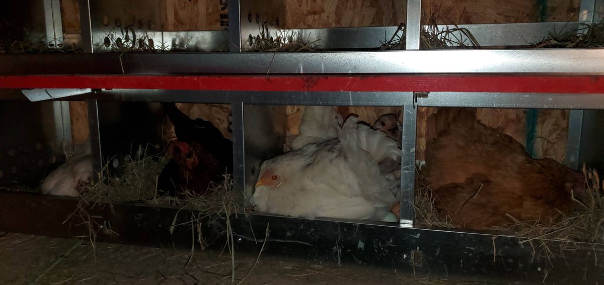 The ladies have claimed their favorite nesting boxes for the evening, with a fluffy white hen and her brown and red sisters all tucked in snug on their hay beds.