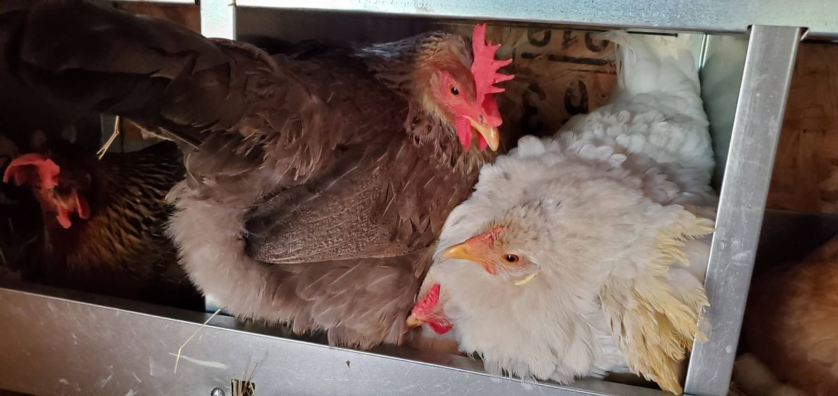 Two hens sharing a nesting box in the sweetest way -- a gray-feathered girl and a white hen nestled together like the best of friends.