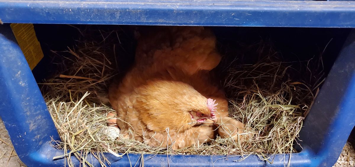 A devoted buff Orpington mama hen nestled deep in her hay-filled nesting tote, patiently sitting on her precious eggs with the quiet dedication only a broody hen knows.
