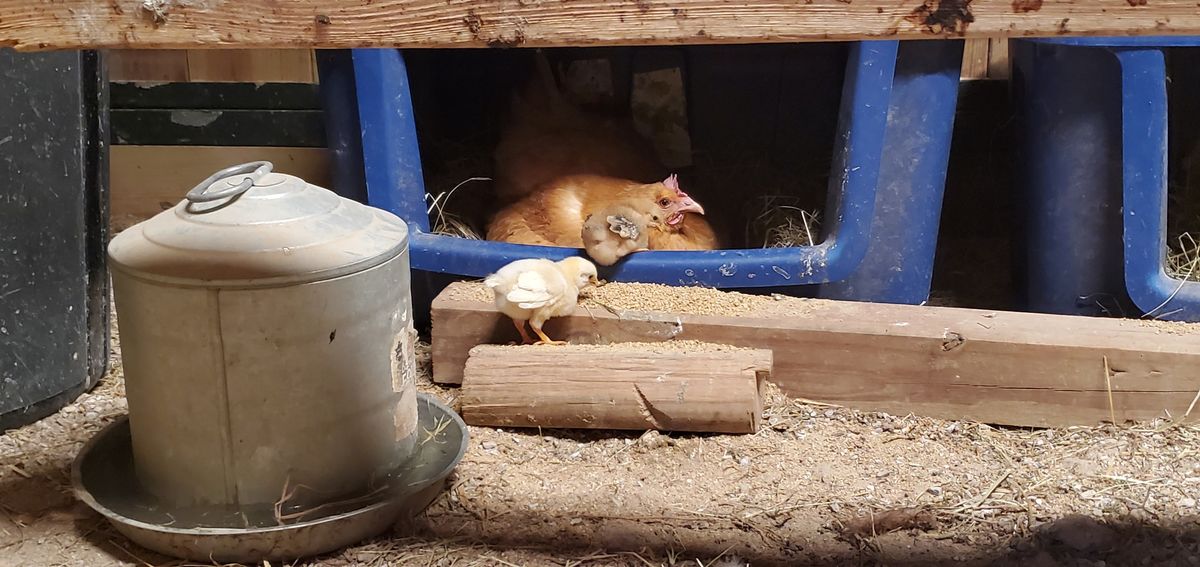 A proud mama hen watches over her tiny chick as it ventures out of the nesting box for the first time -- those first brave steps into the big world are everything.
