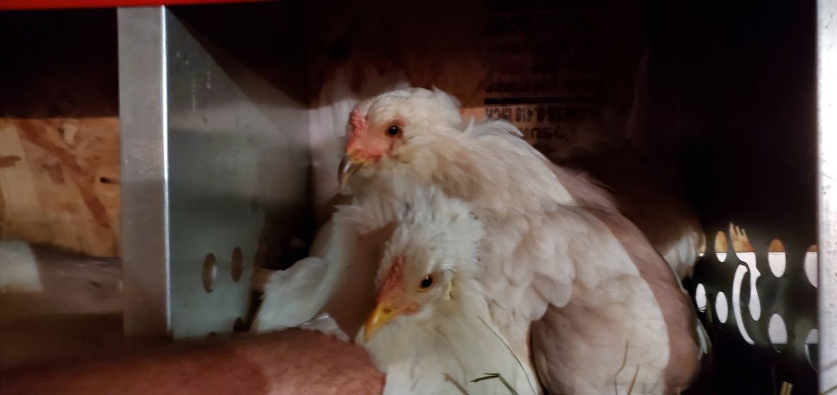 Two fluffy white pullets snuggled up together in their nesting box, looking like little cotton balls keeping each other company on a warm summer night.