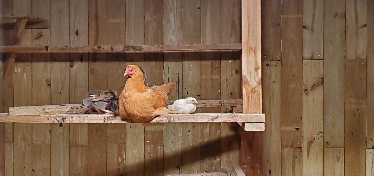 A proud buff Orpington hen roosting on the perch with her growing babies tucked close -- that little white chick nestled right beside mama says it all.
