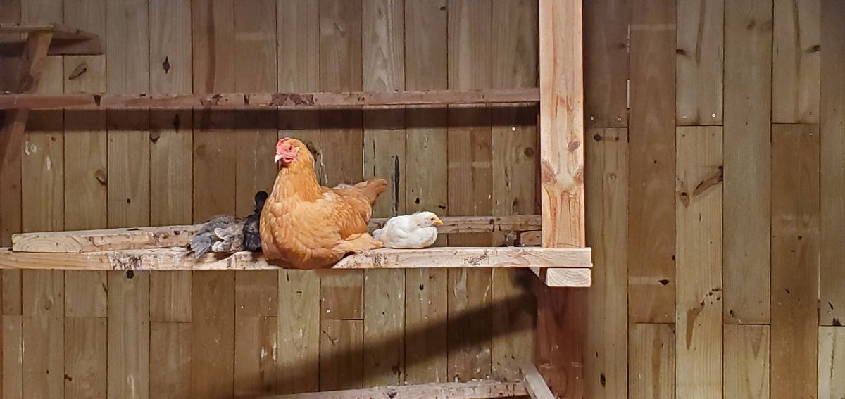Mama hen and her youngsters settling in for the night on the roost, her warm golden feathers a safe haven for the little ones still figuring out this perching business.