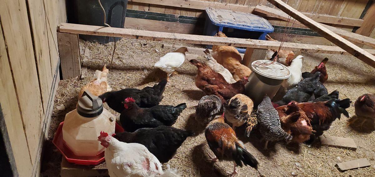 The whole flock gathered for supper -- a beautiful mix of red, black, barred, and buff hens crowding around the feeders, with even the barn cat sneaking in to join the party.