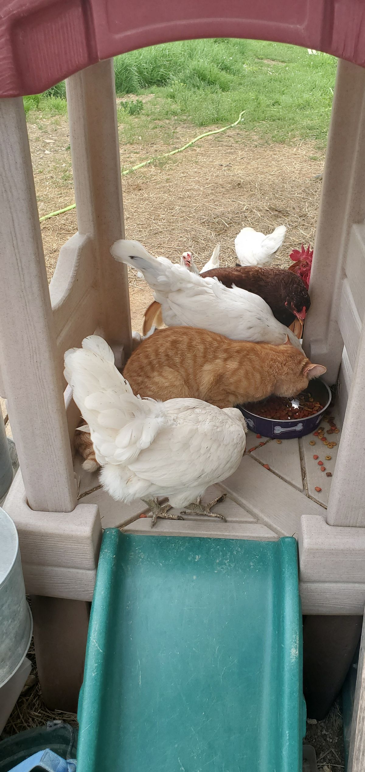 Only on a farm do you find the orange tabby cat sharing the front porch with the hens, all of them peacefully snacking from the same bowl like one big happy family.