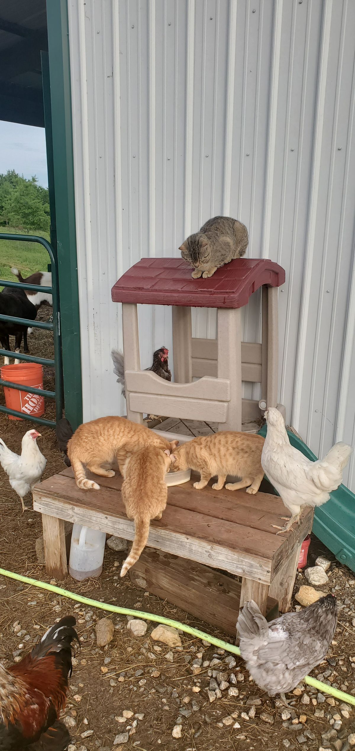 The farm cat and the chickens have worked out their arrangement -- everyone gets a seat at the table, from the tabby on the bench to the hens milling around below.
