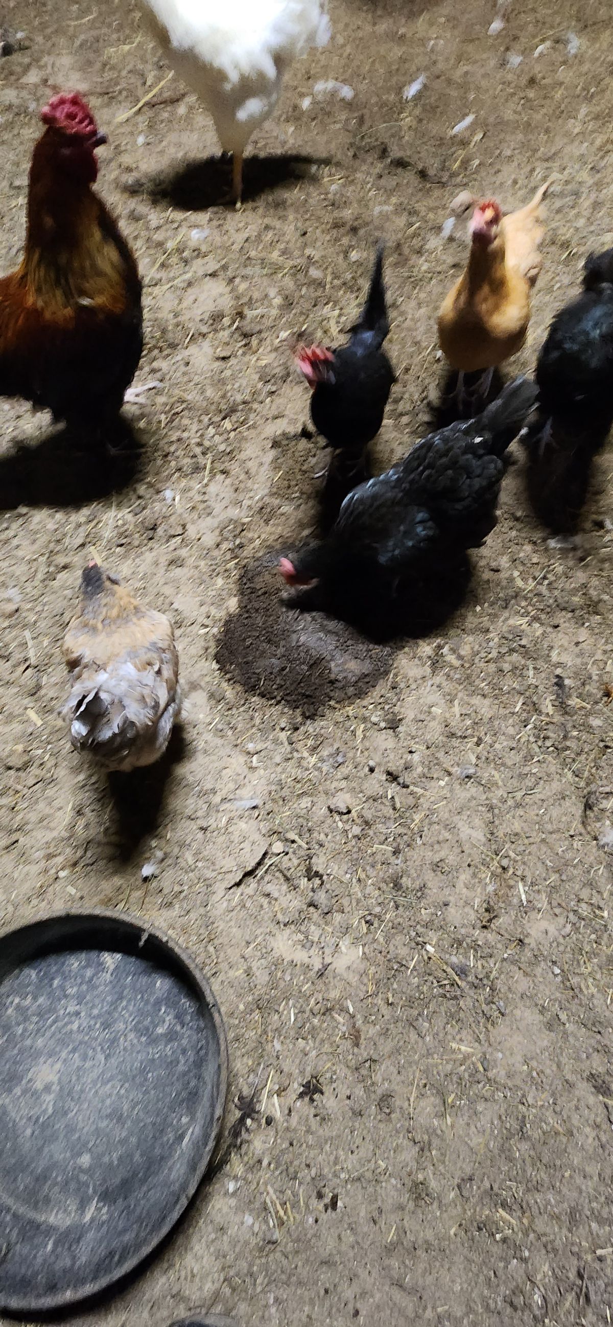 A colorful crew of young chickens scratching around in the dirt on a summer day, their feathers just coming in -- the next generation finding their way at Wyld Flower Farms.
