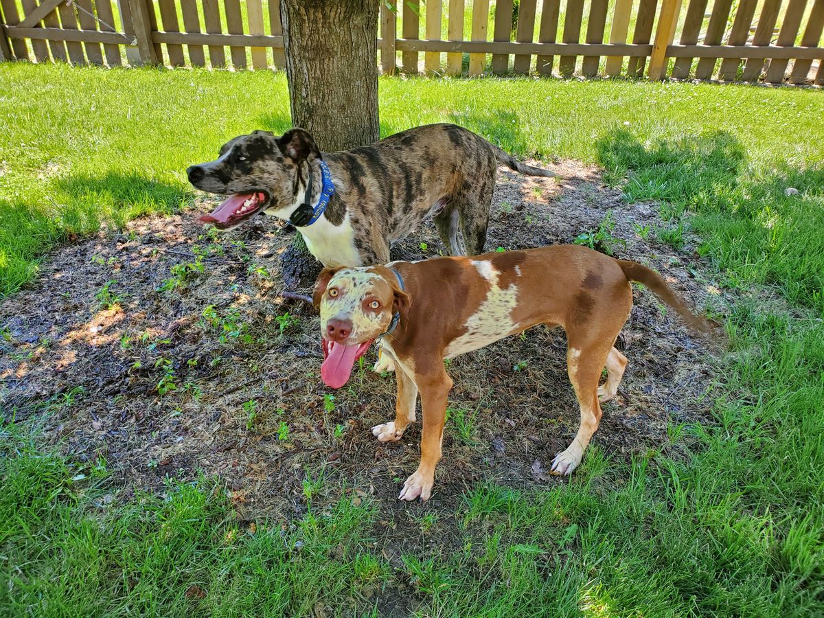Two happy pups cooling off in the shade of a big tree on a gorgeous summer day, tongues out and loving every minute of life on the farm.
