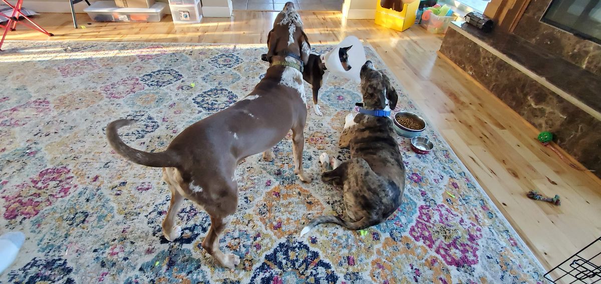Valentine''s Day chaos at its finest -- the whole fur family gathered on the living room rug, sharing snacks and making sure nobody gets a bite more than their fair share.