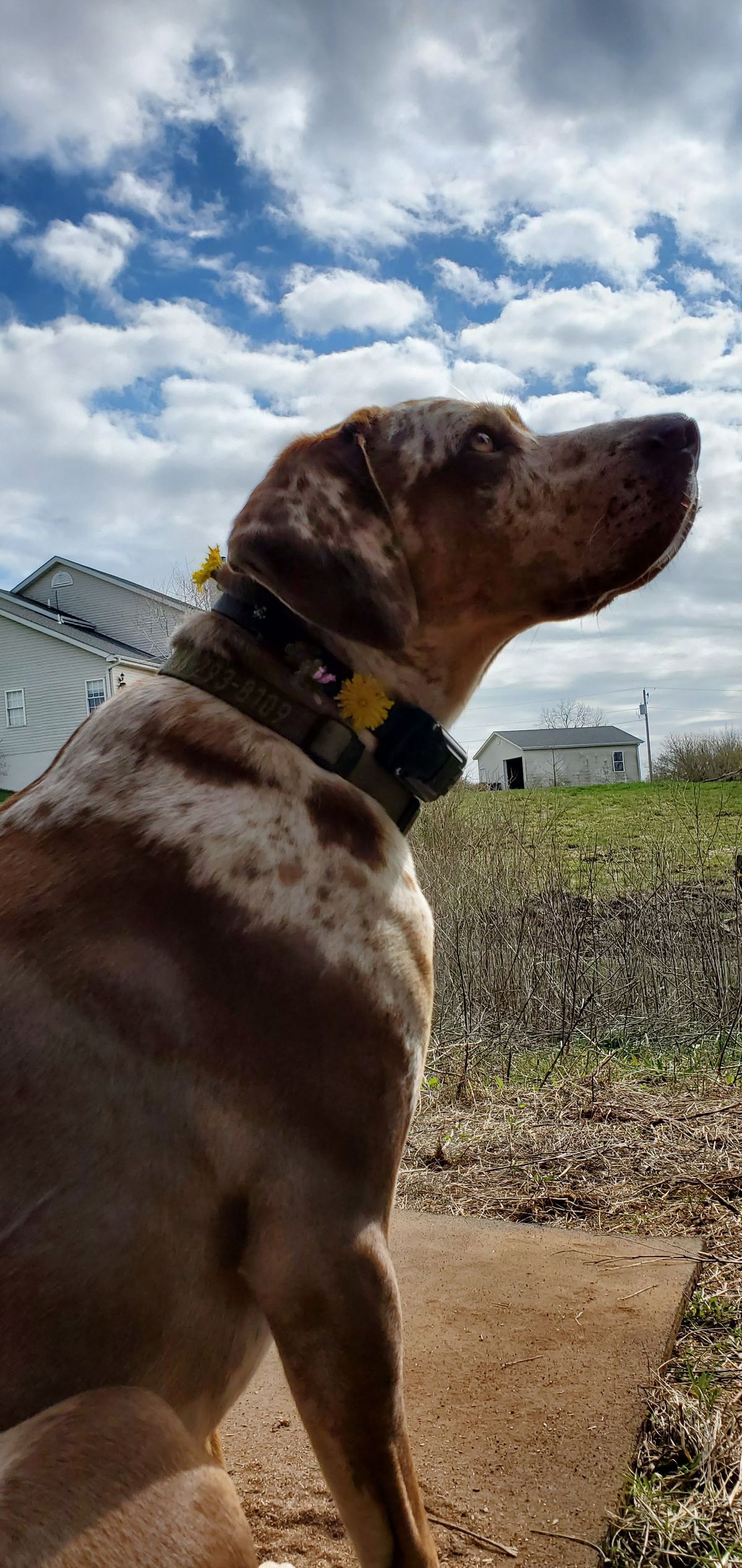 A beautiful speckled pup standing tall against a big spring sky, little wildflowers tucked into her collar, looking out over the farm like she owns every acre of it.