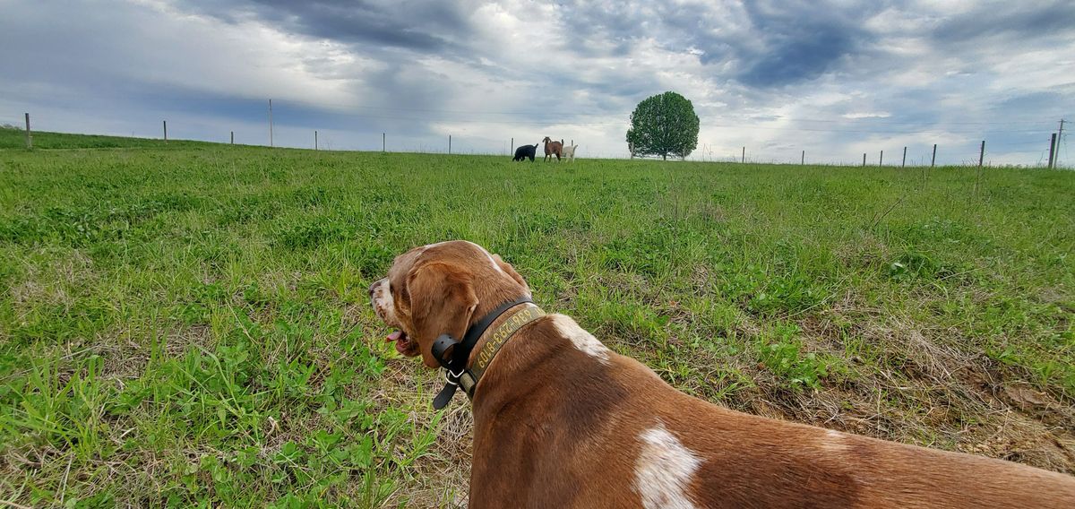 Our sweet spotted girl surveying the open pasture on a May afternoon, keeping a watchful eye on the cattle grazing under dramatic rolling clouds.