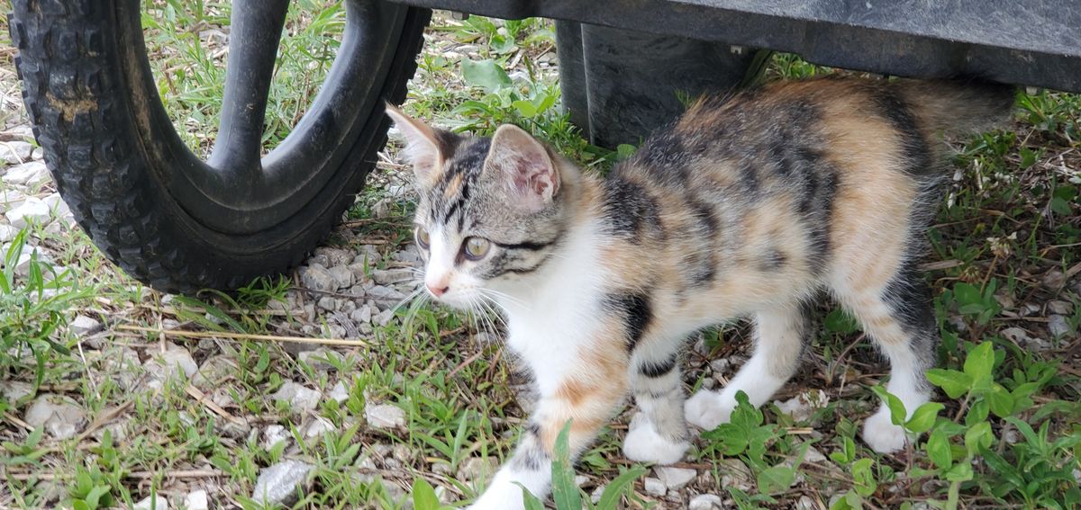 This tiny calico kitten on a summer adventure, sneaking under the wheelbarrow with those big curious eyes -- the newest little explorer at Wyld Flower Farms.