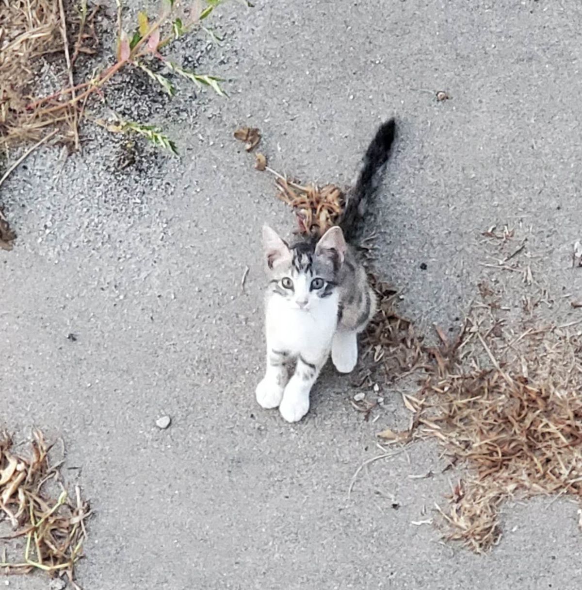 A precious little white-and-tabby kitten looking straight up at the camera with those big blue eyes, sitting so sweetly on the path like she''s been waiting just for you.