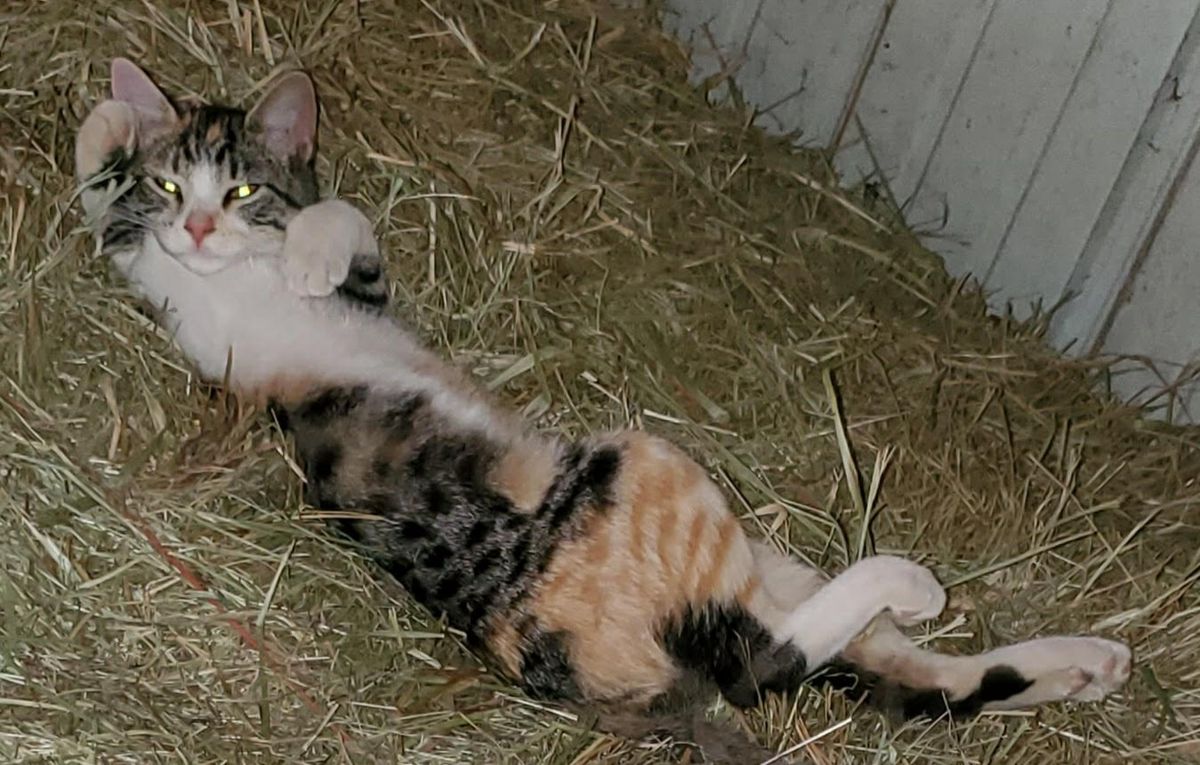 A gorgeous calico mama cat lounging in the hay like royalty, completely at ease in her cozy barn kingdom on a winter evening.