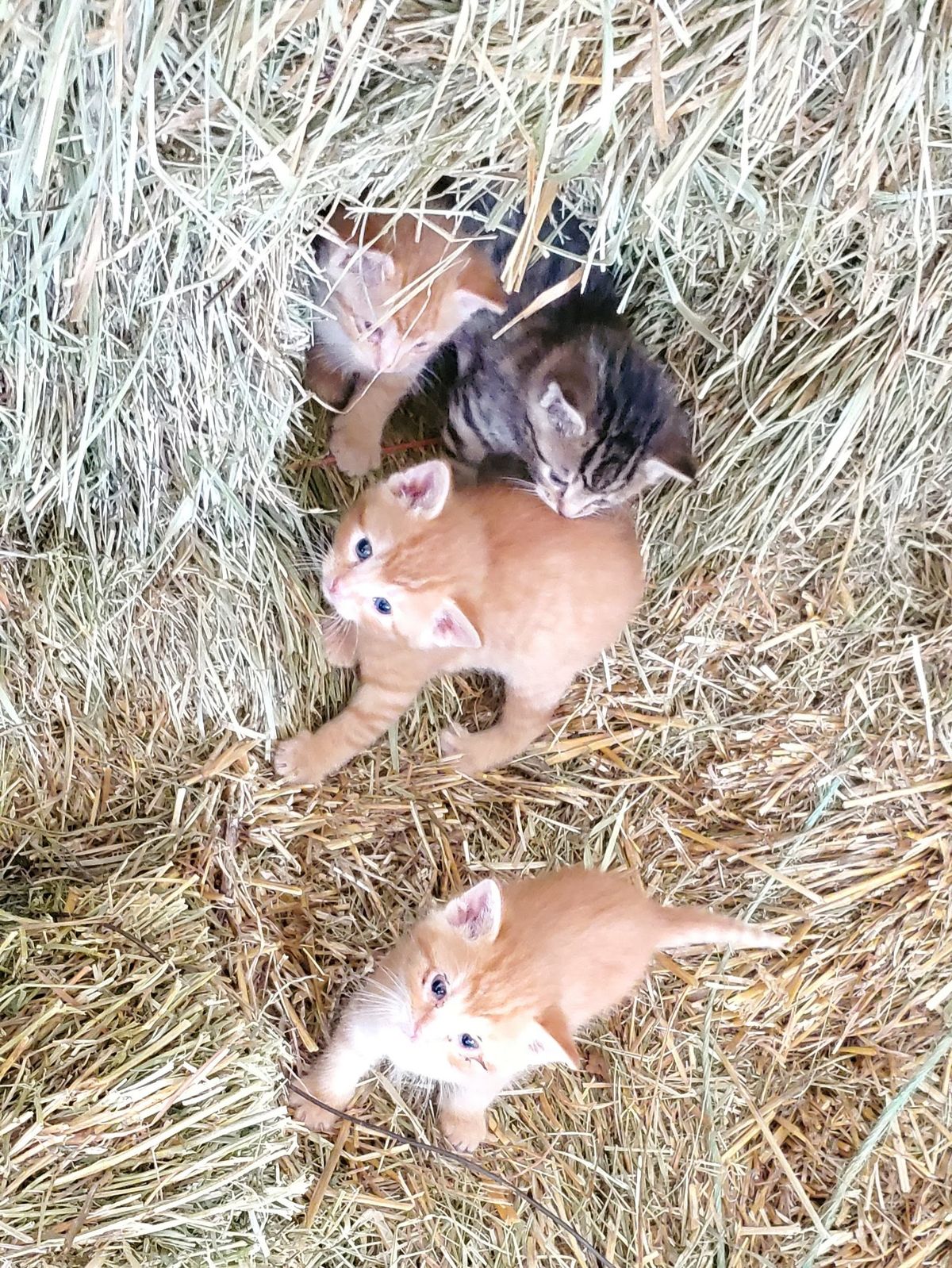 A tumble of tiny kittens nestled together in the hay -- two sweet orange babies and a little gray one peeking out, snuggled up and dreaming the spring afternoon away.