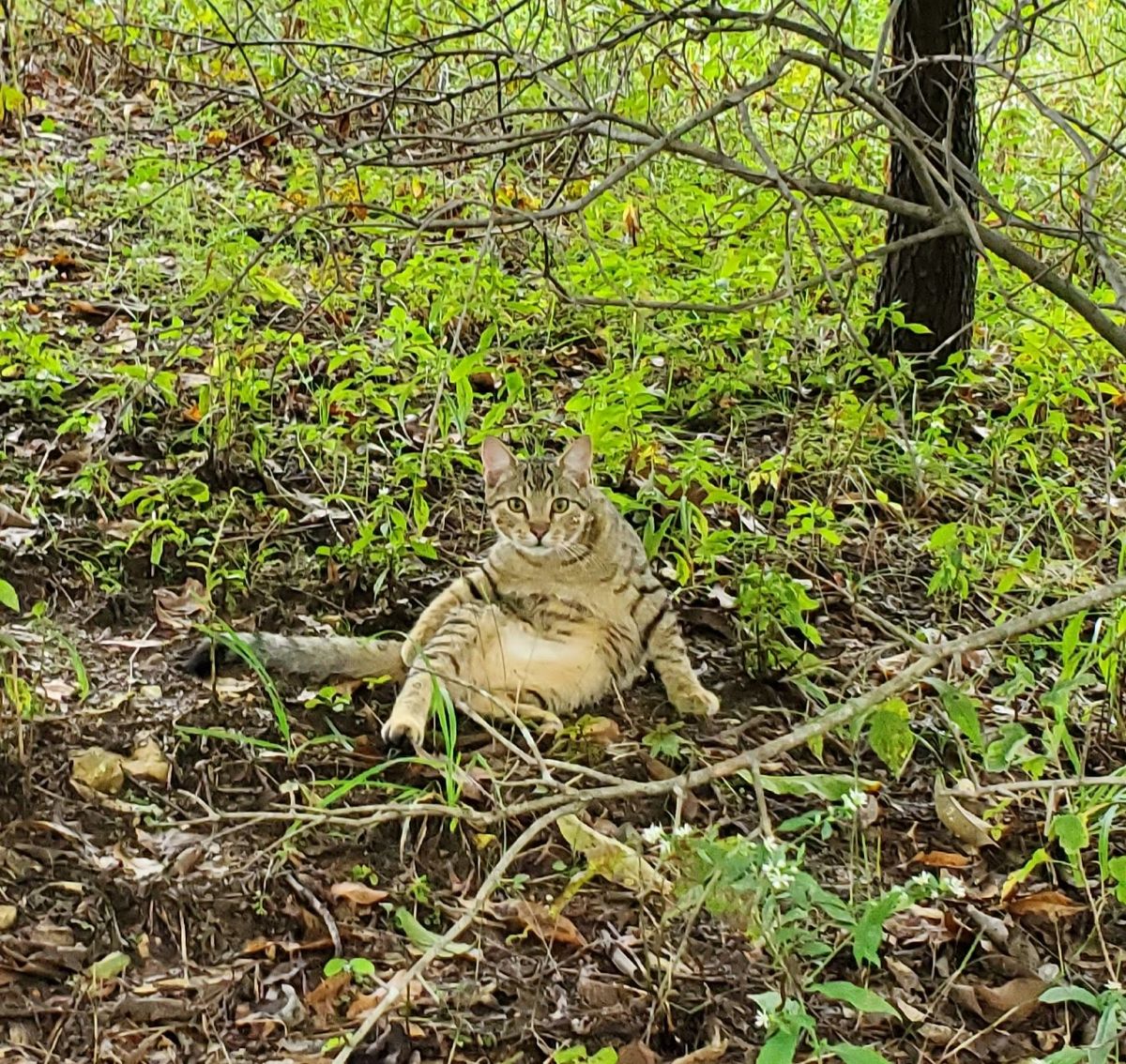 The farm''s resident tabby cat lounging in the underbrush like a little wildcat, perfectly camouflaged among the fallen leaves and green growth of early autumn.