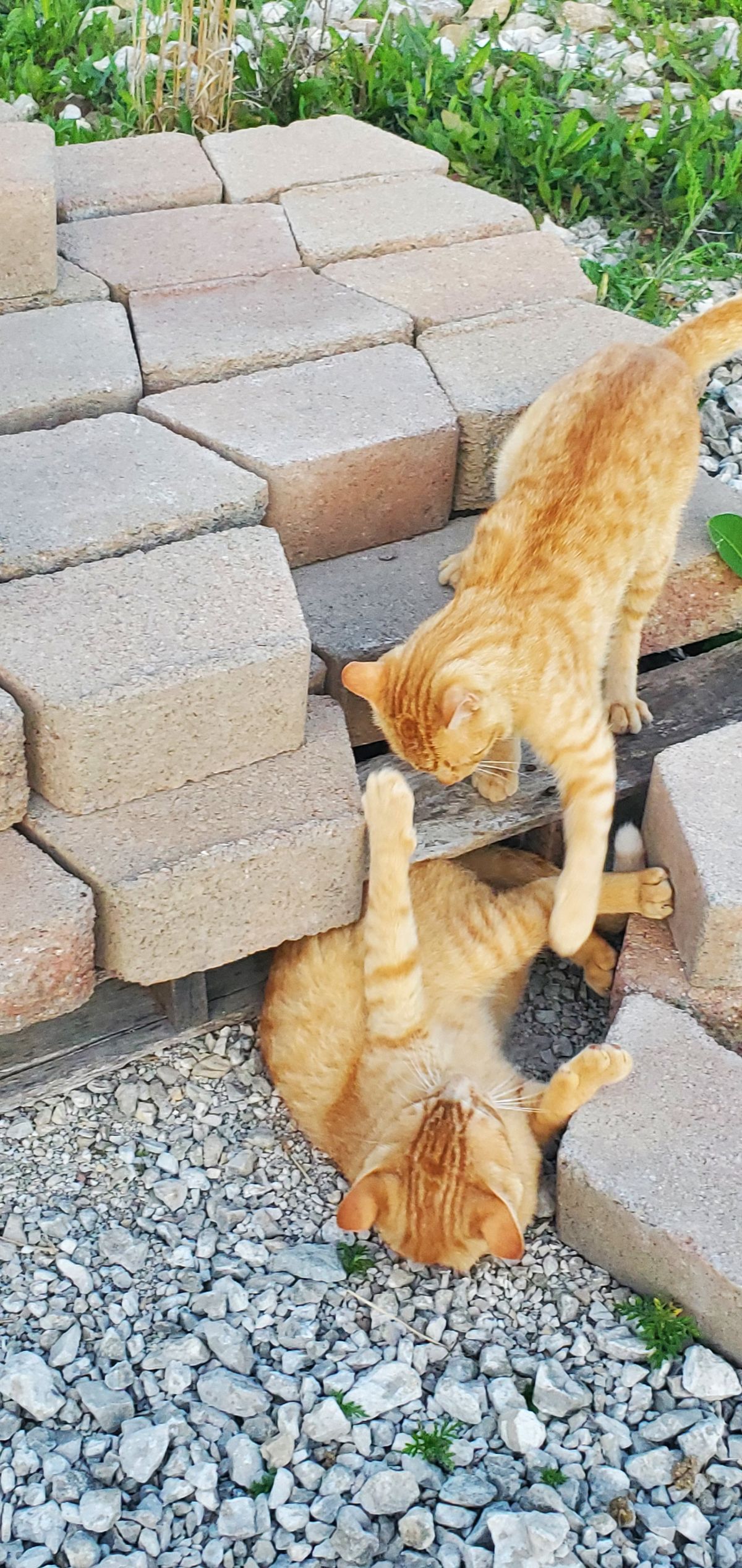 Two gorgeous orange tabbies stretched out together on the warm patio stones, soaking up every last ray of a long summer evening -- inseparable as always.