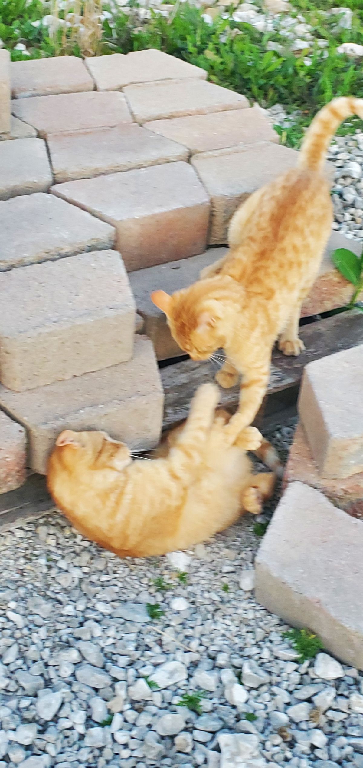 These two ginger brothers playing a little game of patty-cake on the patio pavers, paws reaching out to each other in the golden light of a June evening.
