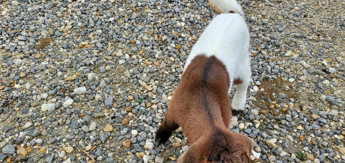 A sweet pair of pups trotting side by side across the gravel, their brown-and-white coats catching the morning light as they head off on another farm day adventure together.