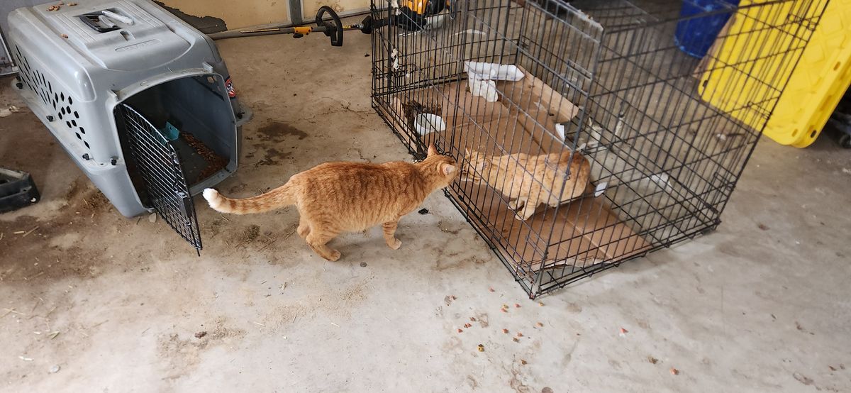 An orange tabby checking in on the pups resting in their crate -- ever the curious supervisor, making sure everyone in the barn is settled and accounted for.