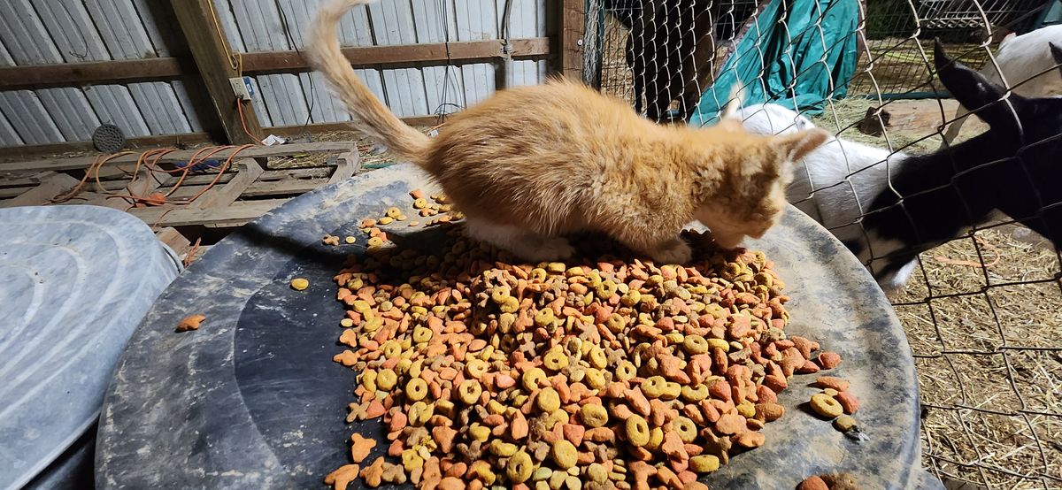 A fluffy little orange kitten who found the motherload -- standing right in the middle of a heaping plate of kibble in the barn, tail held high and living the dream.