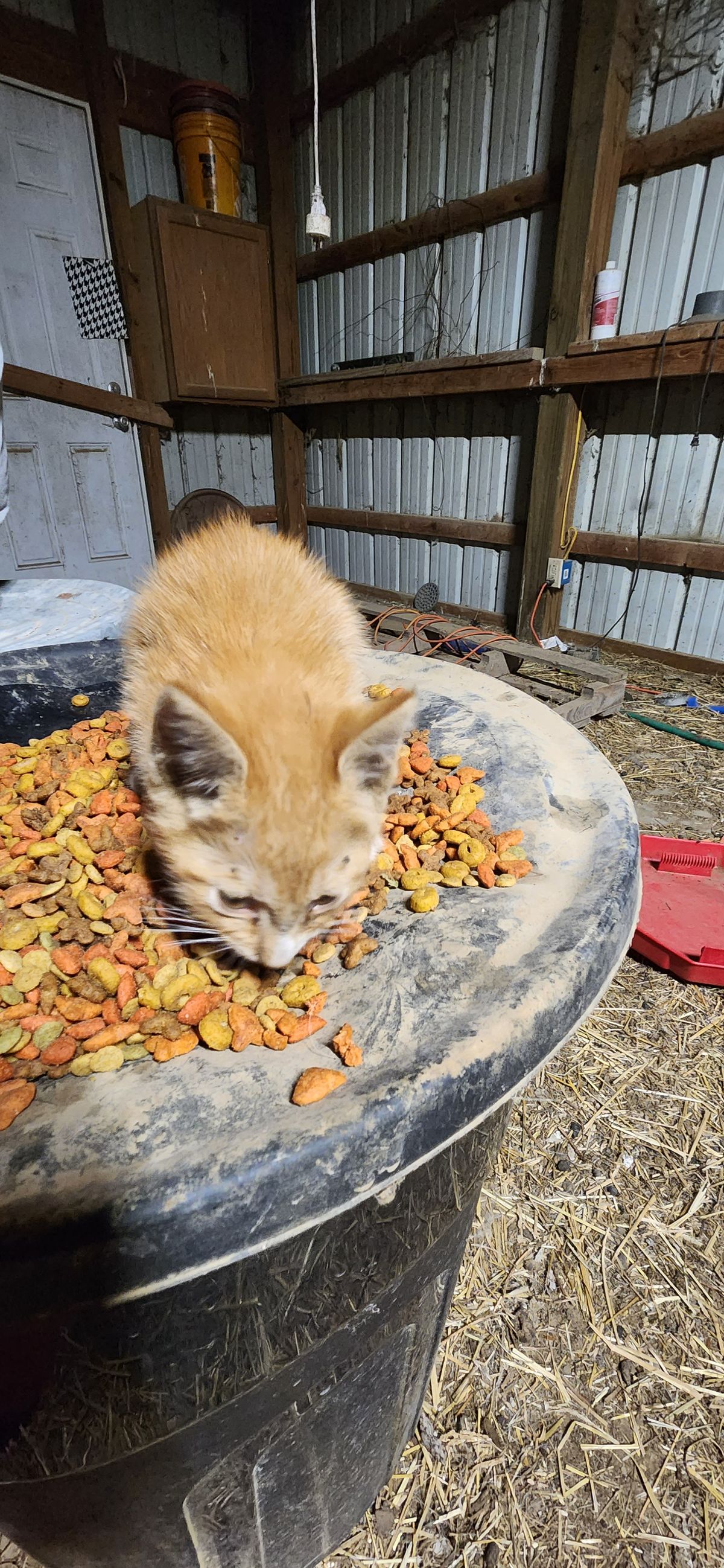 This tiny ginger baby burying his face in a big bowl of kibble, completely unbothered by anything else in the world -- growing up on a farm means never missing a meal.