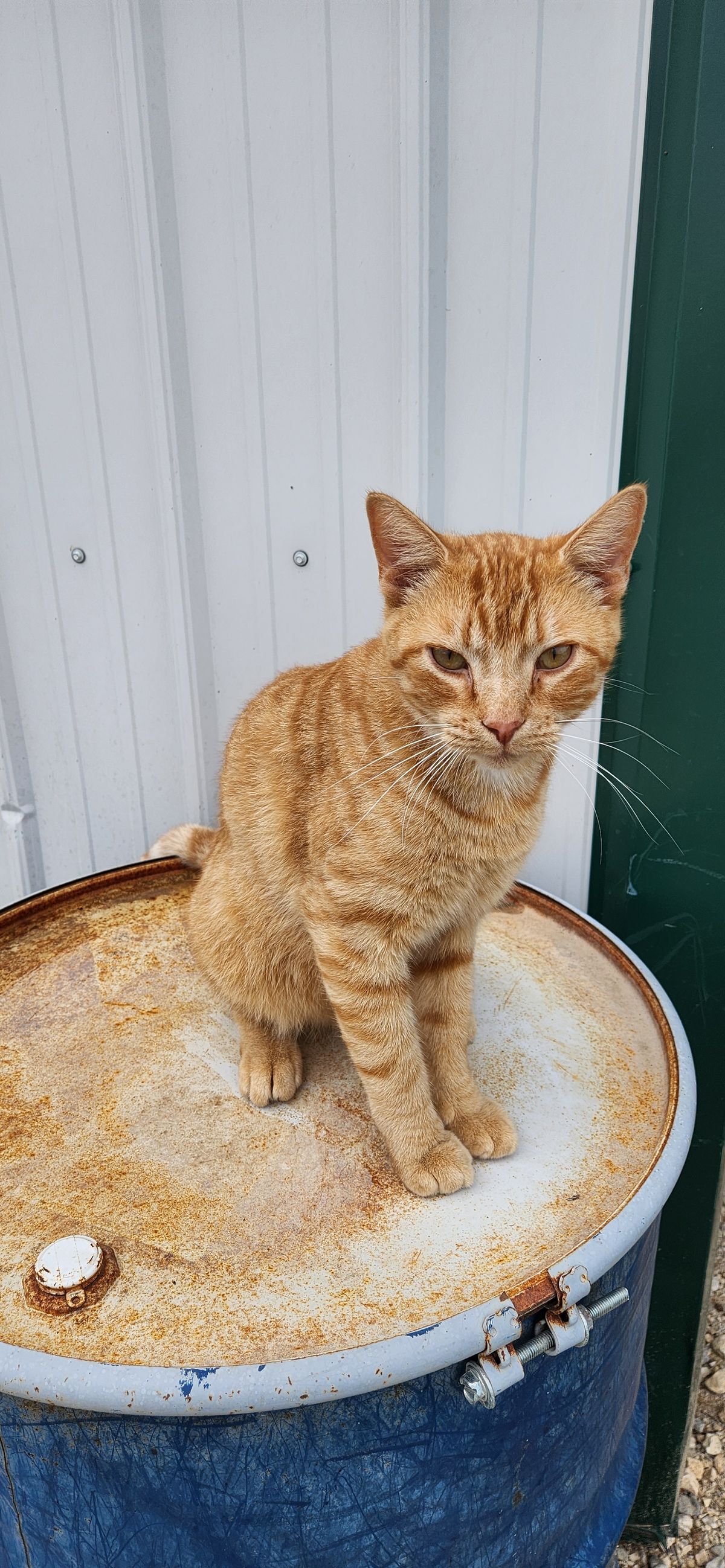 A handsome orange tabby lounging on top of the old barrel like he''s king of the farmyard, gazing up with those sweet golden eyes and soaking in the summer warmth.