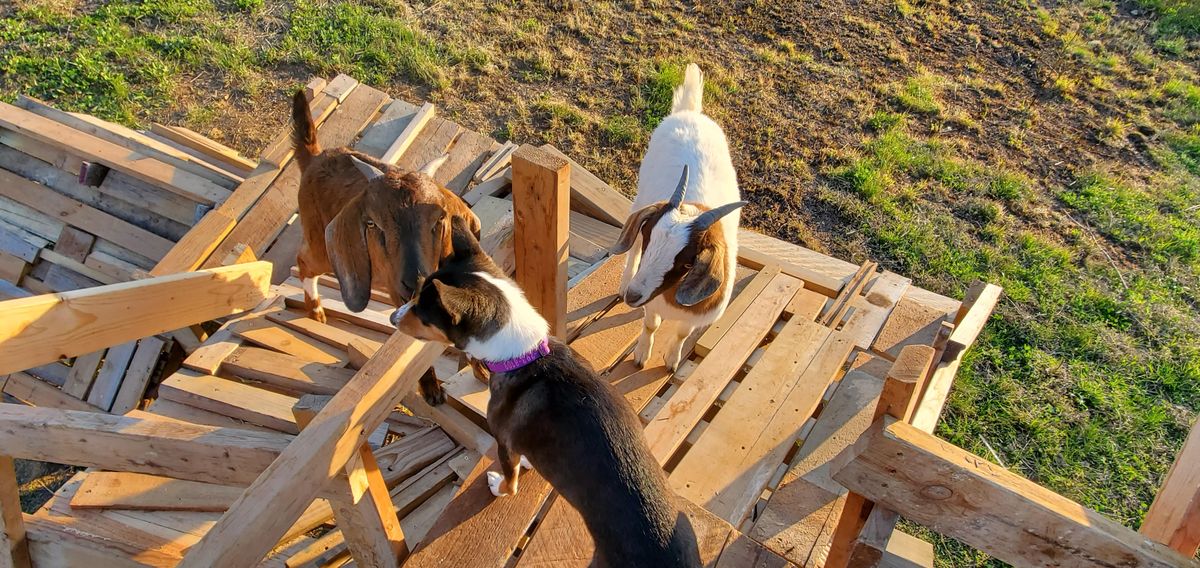 Three curious goats climbing over a wooden pallet structure in the golden evening light, proving that if you build it, they will absolutely climb it.