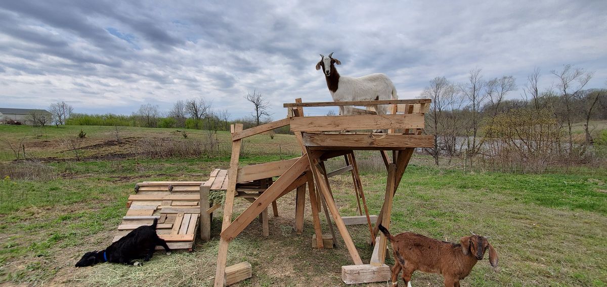 Queen of the castle -- a beautiful brown and white goat stands proudly atop the handmade wooden play structure while her friends explore below under a dramatic spring sky.
