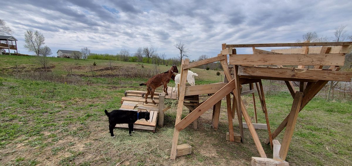 A brown goat leads the way up the ramp while a black companion watches from below, all enjoying the new wooden playground on a breezy April afternoon.