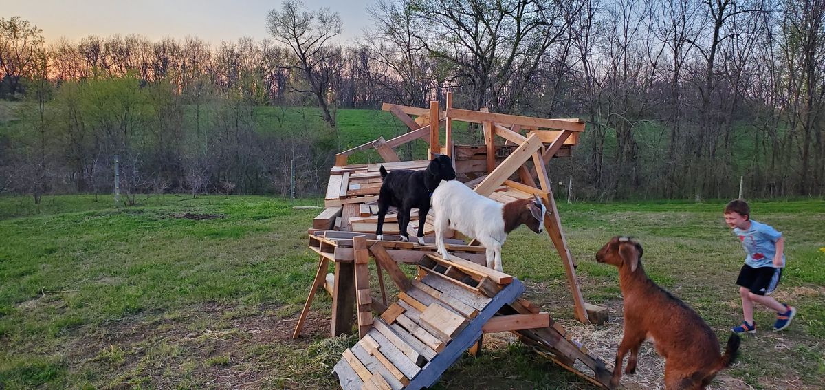 A young boy races alongside the goats at sunset as they scramble over their wooden climbing fort, the kind of spring evening that makes farm life pure magic.