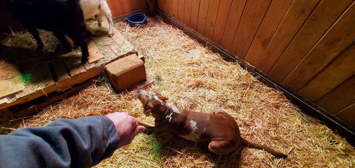 A tiny brown and white newborn kid reaches out to nibble a gentle hand in the warm straw of the barn -- welcome to the world, little one.