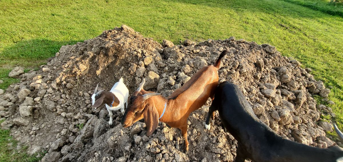 The herd has claimed the dirt mound as their personal mountain on a lush summer evening, with a white, brown, and black trio surveying their kingdom of green pasture.