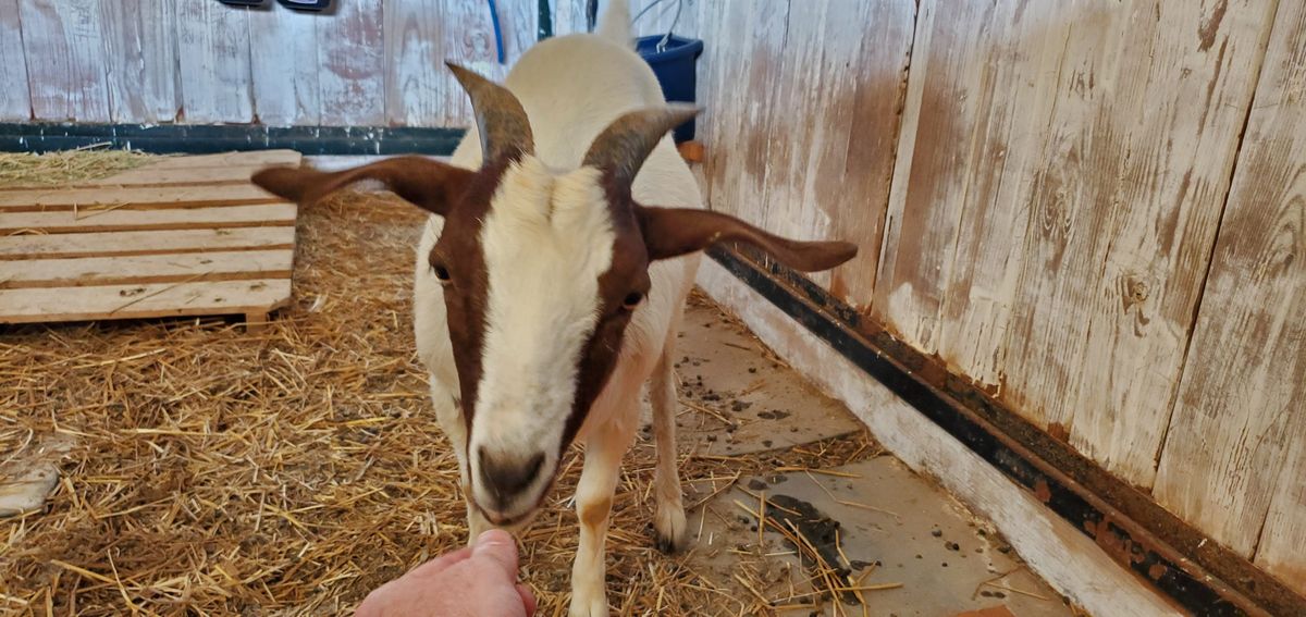 This sweet brown and white girl with her gorgeous curved horns leans in for a treat in the barn, those big soft eyes impossible to refuse.