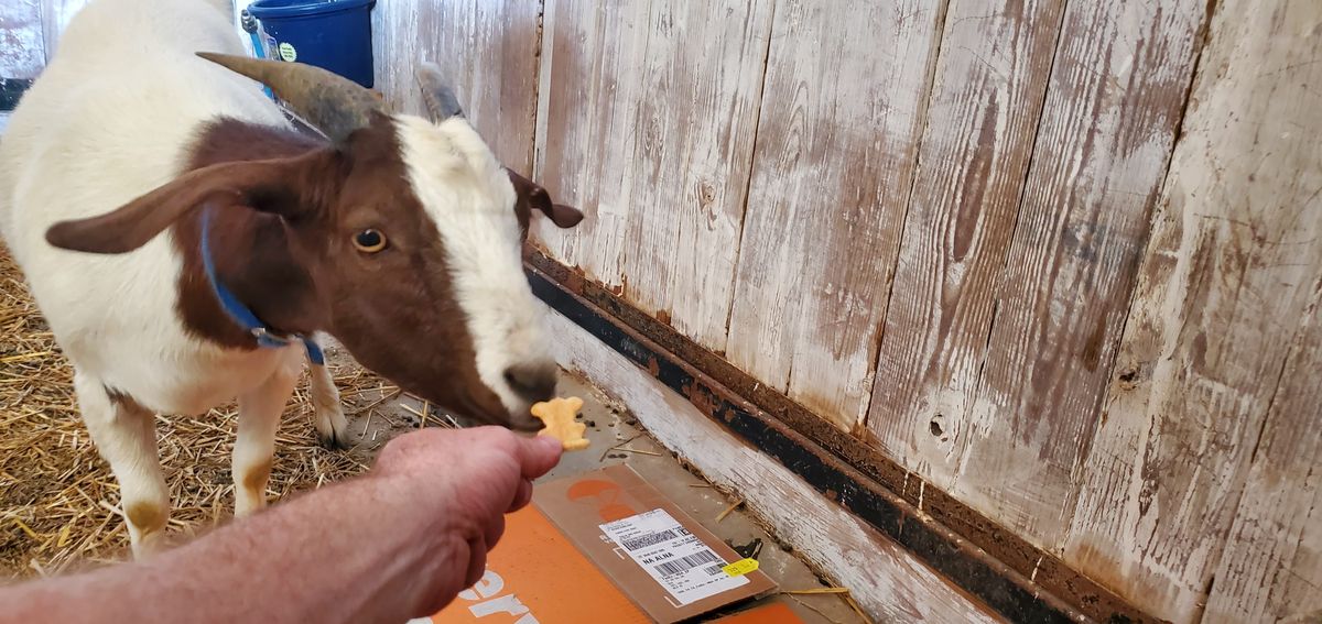 A brown and white beauty with a blue collar eagerly stretches toward a cracker being offered, because barn snack time is the best time.