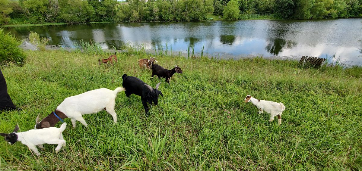 The whole herd fans out across the lush green bank by the pond on a perfect summer day, black and white kids exploring alongside the does in their own little paradise.