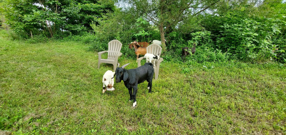 The goats have taken over the lawn chairs in the shade, lounging among the lush August greenery like they own the place -- because they absolutely do.