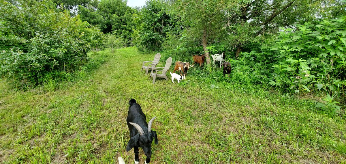 A black kid leads the way down the green path toward the rest of the herd relaxing near the lawn chairs, everyone soaking up the shade on a hot summer day.