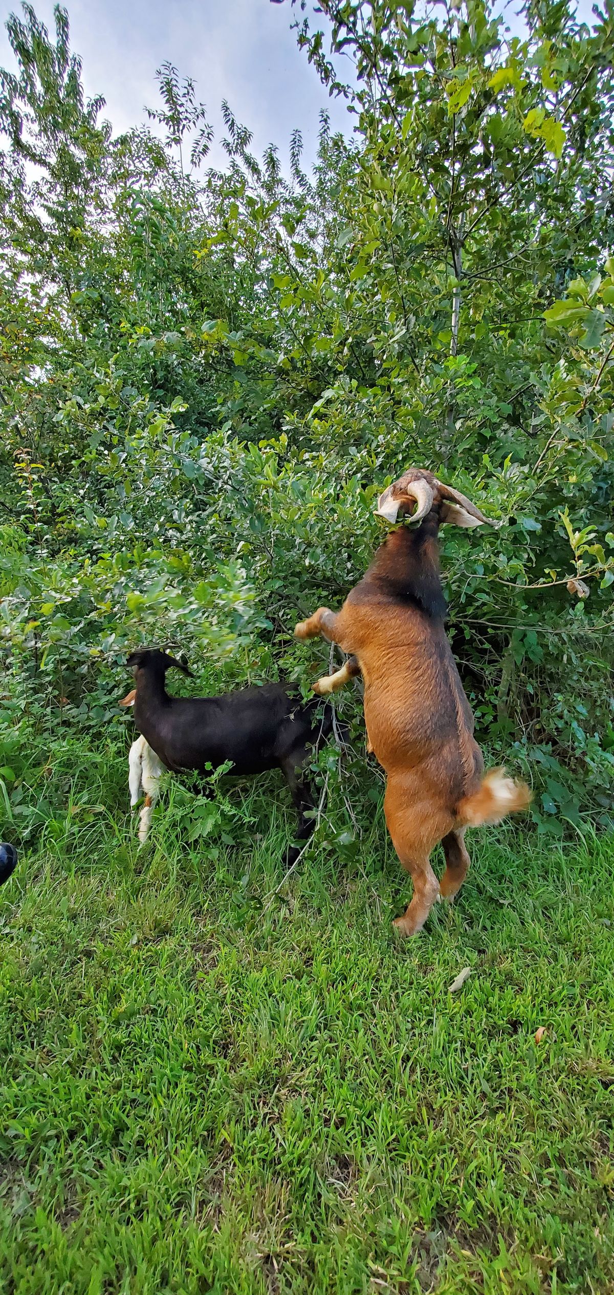 A gorgeous red-brown doe and her dark kid browse through the tall summer greenery together, doing what goats do best on a warm August evening.