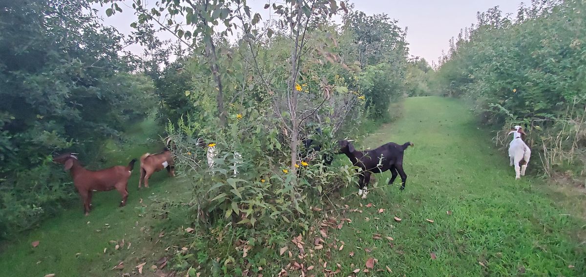 Three goats work together to clear the brush along the green path on a late summer evening, the farm''s most dedicated and adorable landscaping crew.