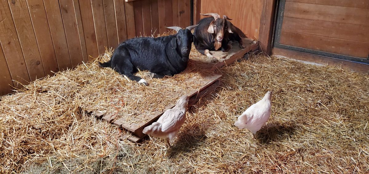 A pair of goats -- one black, one brown -- nestle together on the straw in the barn while two chickens wander by, a cozy December scene of interspecies harmony.